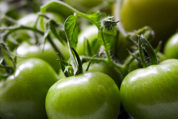 closeup of lush green unripe tomatoes on a plate
