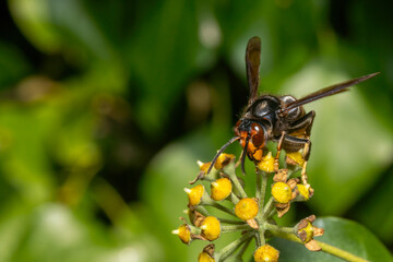 Close Up of Asian Hornet Feeding on Yellow Flowers