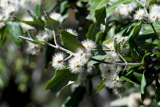 White blossoms of Australian native Turpentine, Syncarpia glomulifera, family Myrtaceae. Endemic to sclerophyll forest and rainforest of Queensland, Victoria and NSW. Large tree, thick fibrous bark