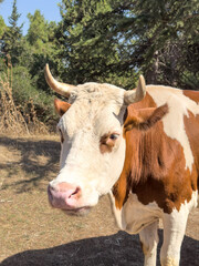 closeup portrait of Brown and white cow with horns standing