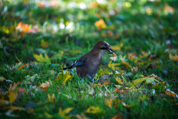 A Eurasian jay stands on grass with yellow and orange leaves, holding a leaf in its beak. Ground level view, crisp focus, soft bokeh, early autumn light.
