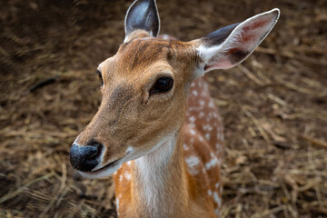 Close-up of a spotted deer with soft brown fur and gentle eyes, standing on dry ground and looking alert yet calm.