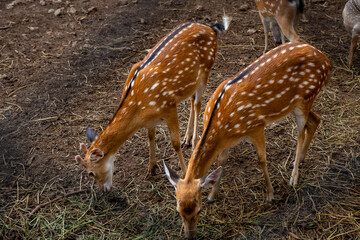 Two spotted deer grazing on dry grass in a natural enclosure, showing their beautiful brown coats with white spots and elegant posture.
