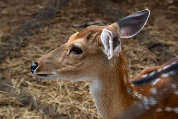 Close-up of a spotted deer with soft brown fur and gentle eyes, standing on dry ground and looking alert yet calm.