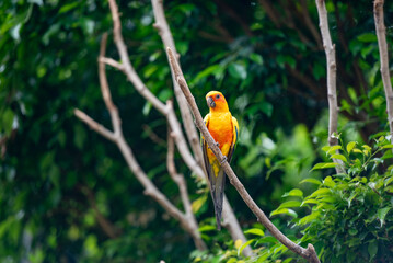 animal, aratinga, avian, background, beak, beautiful, beauty, bird, bird feather, bright, captive animal, closeup, color, colorful, cute, exotic, feather, feathers, fly, gold, green, hand, indoor, lov