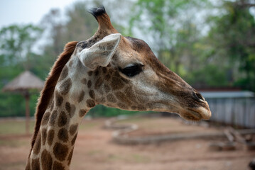 A tall giraffe turns its head gracefully, showing light brown patches and gentle eyes against a soft green forest background.