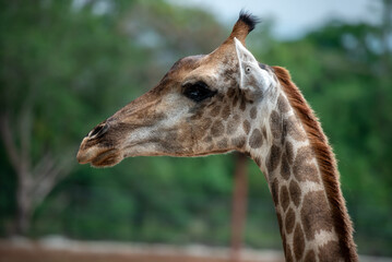 A tall giraffe turns its head gracefully, showing light brown patches and gentle eyes against a soft green forest background.