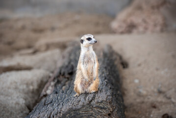 A small meerkat sits on a log, gazing curiously with wide eyes, blending cuteness and alertness in a sandy habitat.