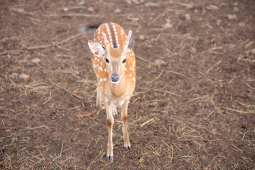 Close-up of a spotted deer with soft brown fur and gentle eyes, standing on dry ground and looking alert yet calm.