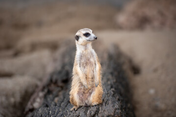 A small meerkat sits on a log, gazing curiously with wide eyes, blending cuteness and alertness in a sandy habitat.