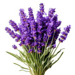 Lavandula hidcote isolated on transparent background.