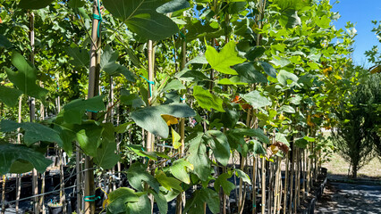 Sunlit saplings sway in verdant harmony, evoking Arbor Day reveries and the whispered secrets of...