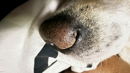 A dog's nose, textured like ancient parchment, hints at hidden adventures, canine intuition, and the joy of Wag-a-Thon