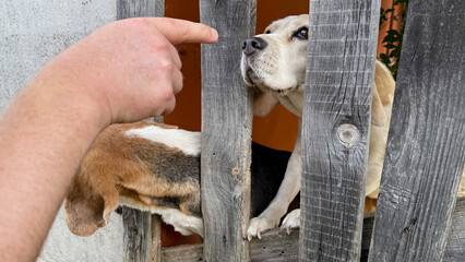 Curious beagle peeks through rustic fence as human finger gestures, evoking Pet Appreciation Week's...