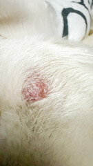A patch of raw skin on an animal, symbolizing veterinary care, National Pet Wellness Month wellness, animal health focus