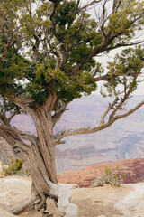 Fototapeta premium Twisted tree growing on the edge of the Grand Canyon in Arizona