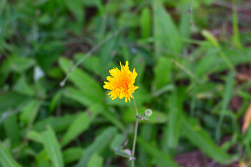 Wildflowers that grew in the view of the sea