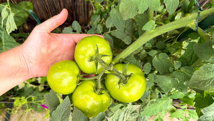 Hand cradles verdant tomatoes, evoking harvest bounty, green thumb glory, La Tomatina chaos, earthy...