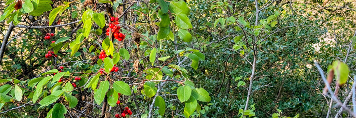 Vibrant dogwood berries amidst lush foliage hint at a hidden fairy realm, ideal for Foraging Day...