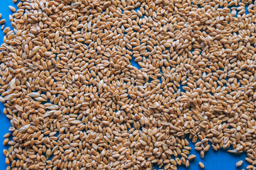 Many dry wheat grains close-up on blue background. Natural background. Texture of seeds, top view.