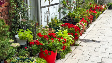 Vibrant street garden bursts with crimson geraniums, evoking Earth Day festivities and secret urban horticultural retreats