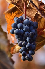 Reife rote Weintrauben im Weinviertel, Österreich
