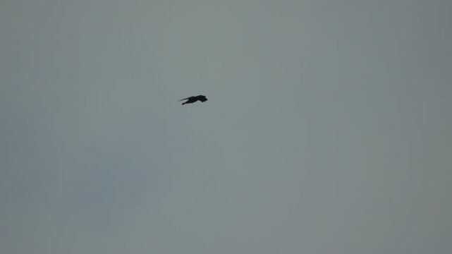 Bird, flying, sky, dark bird soars gracefully in an overcast grey sky