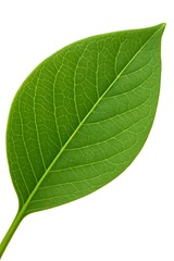 Obraz premium close-up green leaf macro texture on white