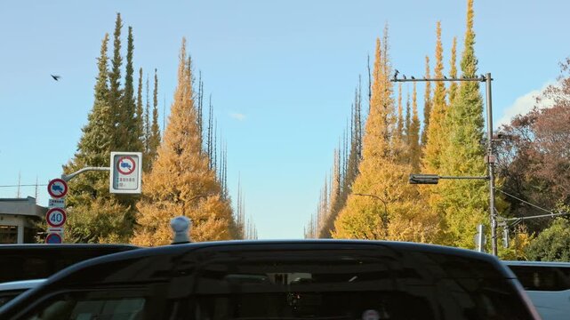 Autumn in Tokyo : Ginkgo Trees Line Both Sides of the Straight Road where Cars Travel, Turning Golden Yellow with Autumn Leaves  |  Meiji Jingu Gaien Gingko Avenue, Tokyo, Japan