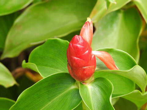 Button Ginger or Scarlet Spiral Flag (Costus woodsonii), also known as Indian Head Ginger (Costus spicatus).