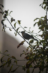 bird on tree