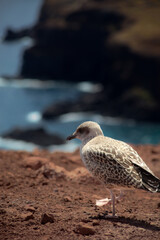 seagull on the beach