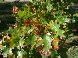 Fototapeta premium Partially Turned Autumn Leaves of Scarlet Oak (Quercus coccinea) in Colorado