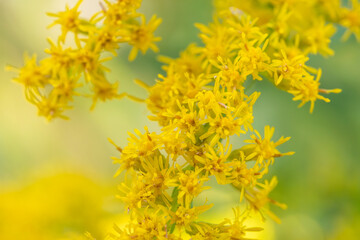 tall goldenrod