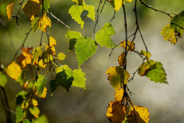 Yellow and green birch leaves hanging on thin branches illuminated by sunlight, representing gentle transition of seasons, natural beauty, and delicate forest atmosphere in warm autumn environment