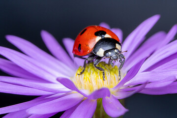 Ladybug on Purple Flower Close-Up: Red Beetle on Violet Petals in Nature
