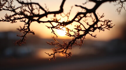 Fototapeta premium Silhouette of bare tree branches against a warm sunset sky nature winter
