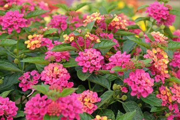 Pink and yellow Lantana camara, also known as wild sage, Gem Diva Pink, in flower.