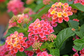 Pink and orange Lantana camara, also known as wild sage, Shamrock Peach, in flower.