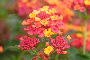 Pink yellow, and orange Lantana camara, also known as wild sage, Passion Fruit, in flower.