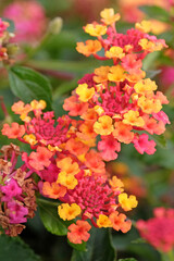 Pink yellow, and orange Lantana camara, also known as wild sage, Passion Fruit, in flower.