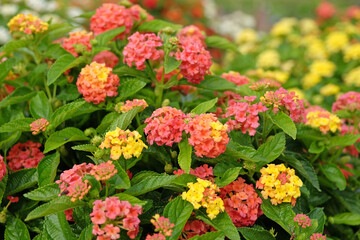 Orange and yellow Lantana camara, also known as wild sage, Blandolista Rose, in flower.