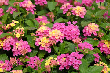 Obraz premium Pink and yellow Lantana camara, also known as wild sage, Bloomify Pink, in flower.