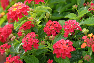 Red and yellow Lantana camara, also known as wild sage,Bandana Red, in flower.