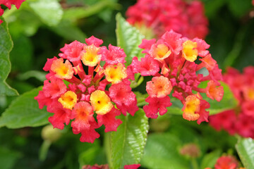 Red and yellow Lantana camara, also known as wild sage,Bandana Red, in flower.