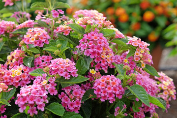 Pink and yellow Lantana camara, also known as wild sage, Bandana Hot Pink, in flower.