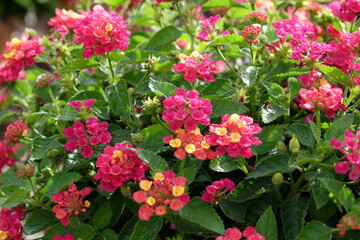 Fuchsia pink yellow Lantana camara, also known as wild sage, Bandana Cherry, in flower.