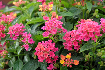 Orange, pink,  Lantana camara, also known as wild sage, Calippo Orange Magenta, in flower.