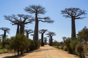 Baobab avenue in day time