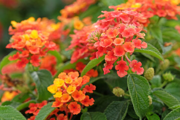 Orange, yellow Lantana camara, also known as wild sage, Lantropica Orange, in flower.